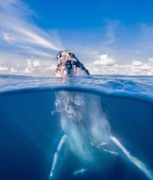 <p><i>Spotted: The 8 best whale-watching locations in</i> <strong>Australia</strong></p>
