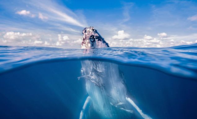 a whale breaching out of the water in Hervey Bay