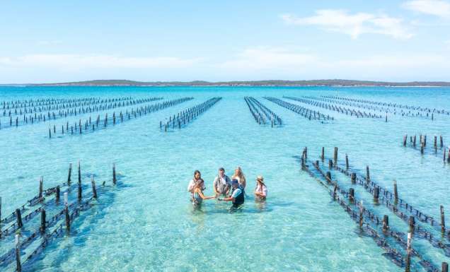 Top down aerial photo of guests wading amongst oyster racks