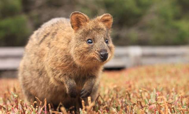 Quokka on Rottnest Island