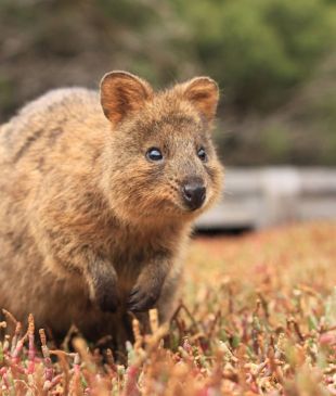 <p><i>5 animals you need to see</i> in the wild at least once</p>
