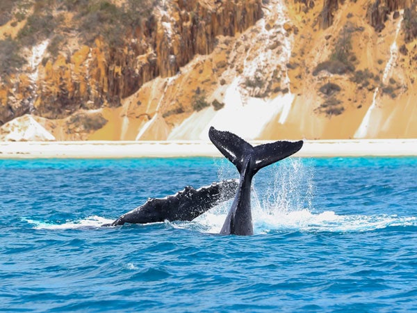 whales popping out of the water in Hervey Bay