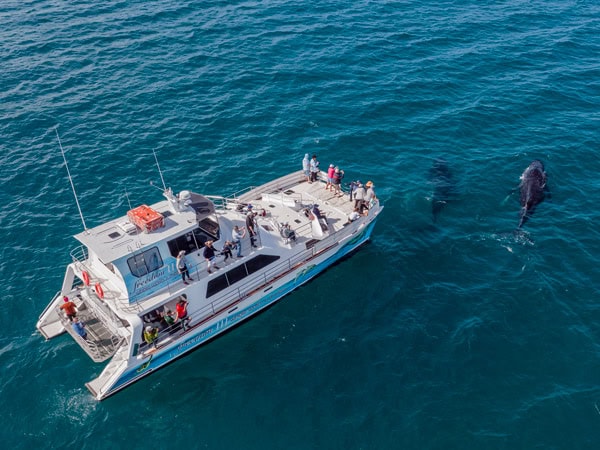 a whale-watching tour in Hervey Bay