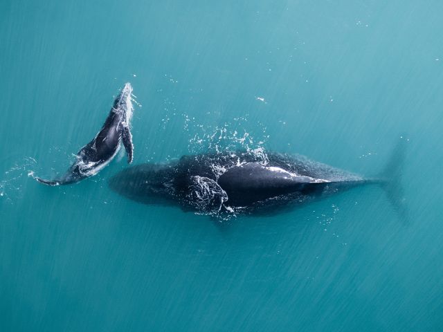 Humpback Whale with clave in western australia
