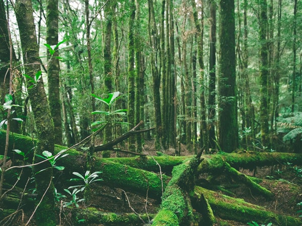 the Huon pines in Western Tasmania Rainforest, Tas 