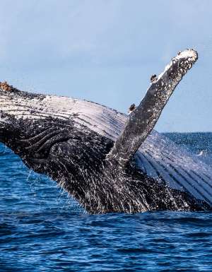 humpback whale breaching at jervis bay nsw