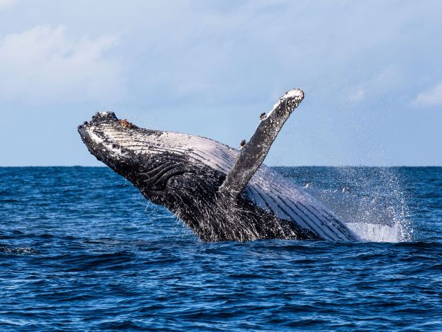 a whale breaching out of the water in Hervey Bay