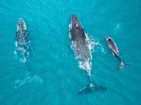 humpback whales migrating on the Dampier Peninsula Coast, Kimberley