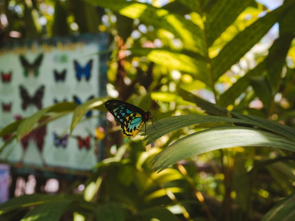 Australian Butterfly Sanctuary