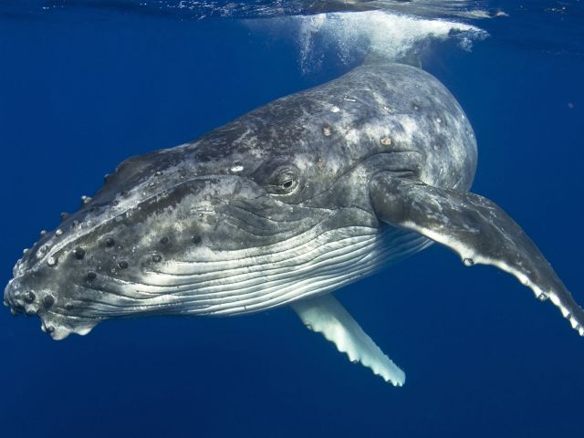 humpack whale underwater at Merimbula South Coast nsw