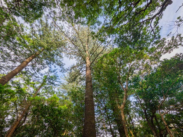 Trees at Norfolk Island Botanic Gardens