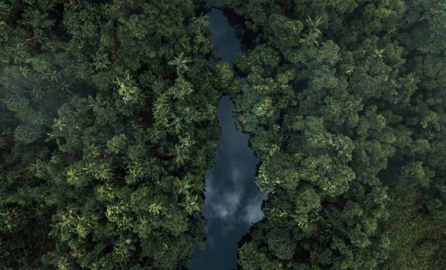 Daintree Rainforest, QLD