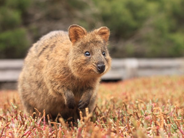 Quokka on Rottnest Island