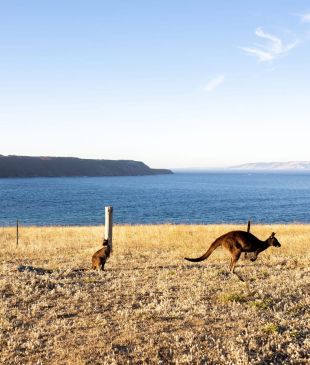 <p><i>6 incredible wonders</i> in <strong>South Australia</strong> to explore</p>
