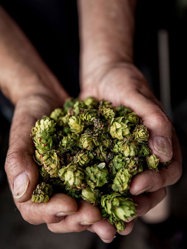 a close-up of a hand full of green grains at Seven Sheds, Tasmania