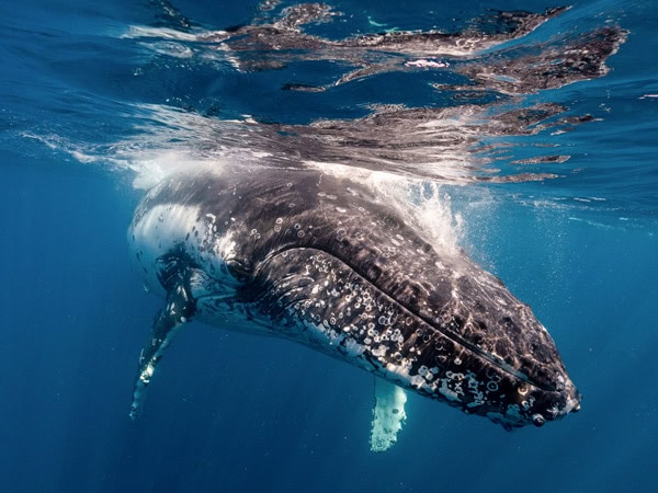 a whale underwater in Jervis Bay, South Coast, NSW