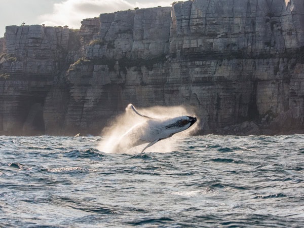 travelling humpback whales in Jervis Bay, South Coast, NSW