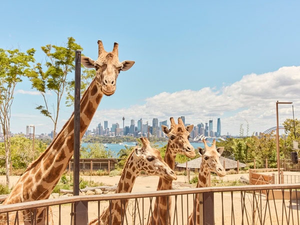 giraffes at Taronga Zoo, Sydney