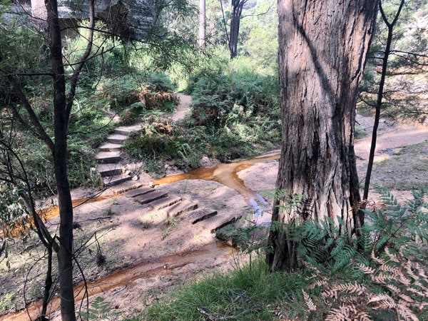 trees and plants surrounding The Drip walking track, NSW