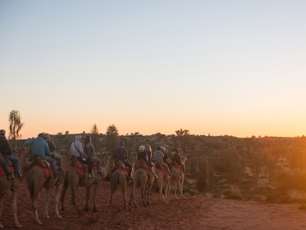 a camel tour at sunrise in Uluru, NT