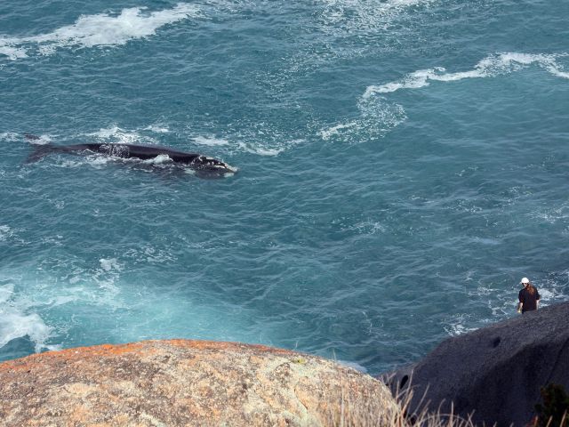 woman watching humpback whale in victor harbour