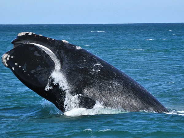 a southern right whale on South Australia