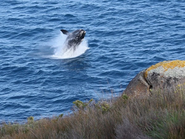 an aerial view of a whale popping out of the water at Victor Harbor