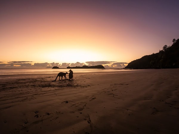 wallabies on the beach against the sunrise backdrop at Cape Hillsborough