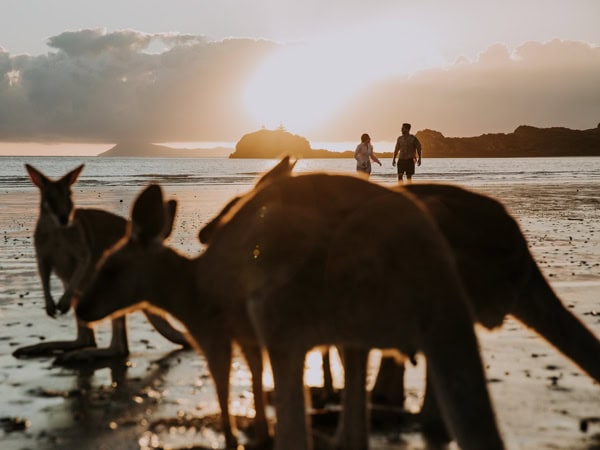 a Sunrise with the Wallabies Tour at Cape Hillsborough