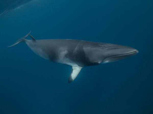 a dwarf minke whale spotted underwater in the Whitsundays