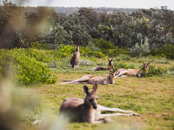 kangaroos at Yuraygir National Park