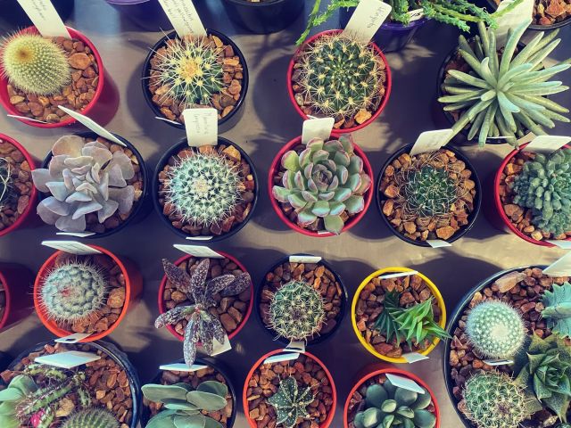 cacti for sale at Made with Love Markets