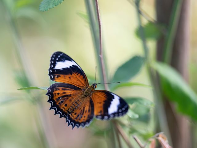 a close-up shot of a butterfly at the Coffs Harbour Butterfly House
