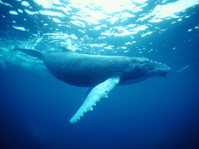 a humpback whale swimming in the water, Coffs Harbour