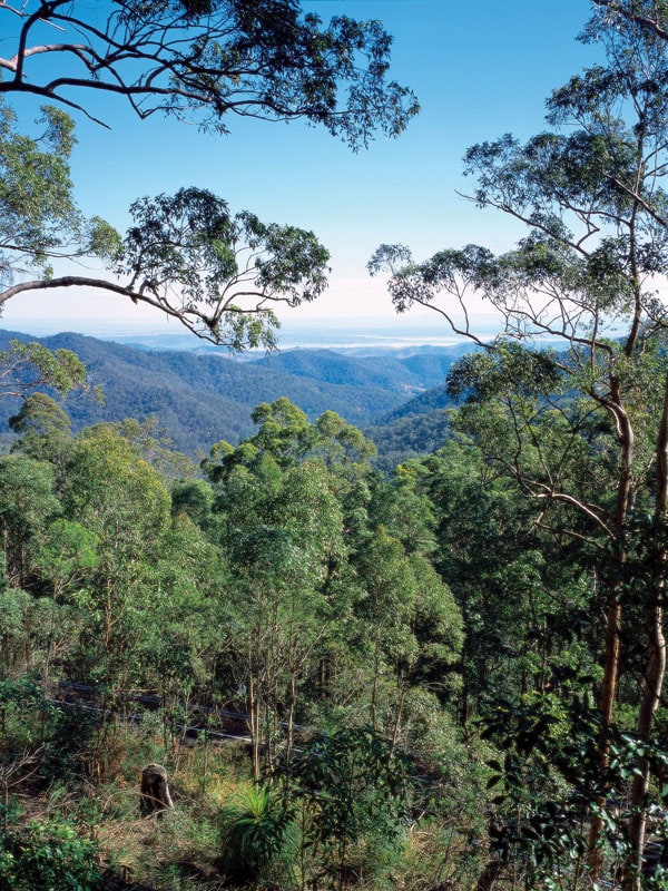 the forest view from Lake Wivenhoe