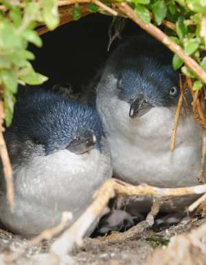 14 places to see penguins in Australia