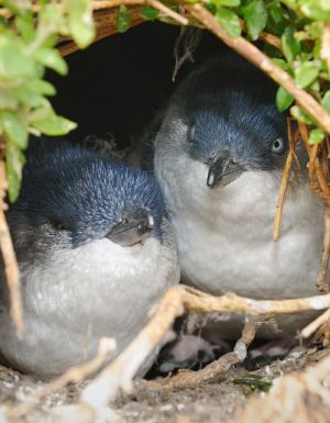 14 places to see penguins in Australia