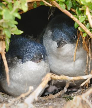 <p><i>14 places to see penguins in</i> <strong>Australia</strong></p>
