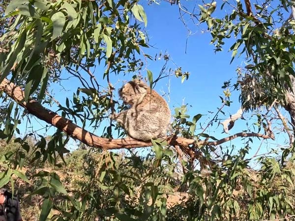 Koala in tree at Mikkira Station in the Eyre Peninsula