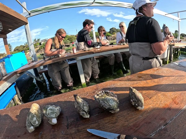 FRESHLY PICKED OYSTERS from Oyster Farm Tours in Coffin Bay