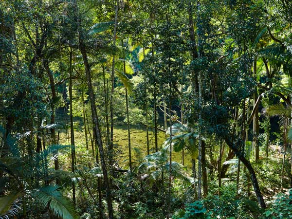 Views of the rainforest.
