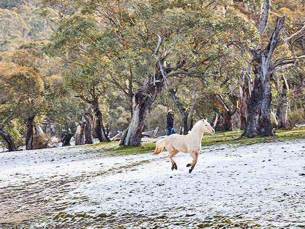 Thredbo Valley Horse Riding in winter