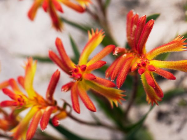 Wildflowers in Lesueur National Park