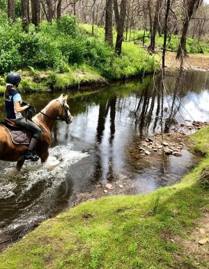 Kangaroo Valley Horses