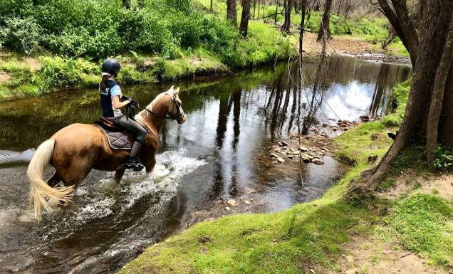 Kangaroo Valley Horses
