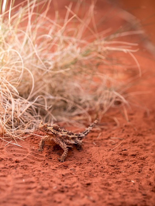 a thorny plant at Alice Springs Desert Park