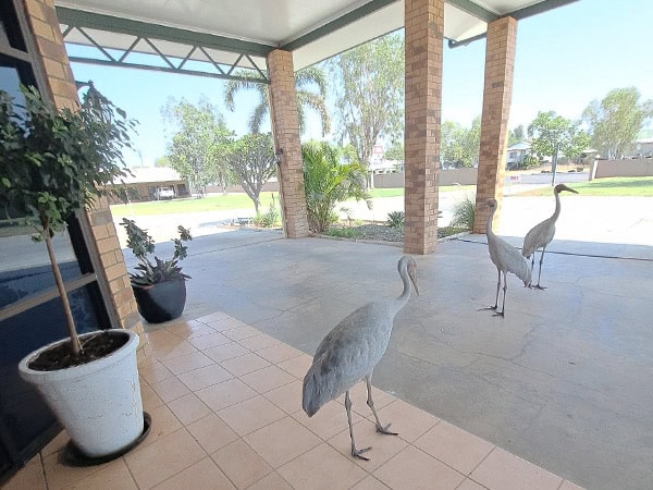 brolgas at the head office of Boulder Opal Motor Inn