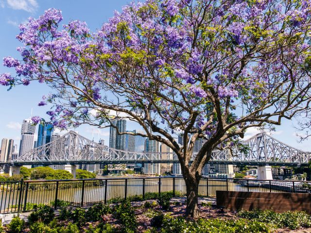 Jacaranda at Brisbane's Wilsons Lookout