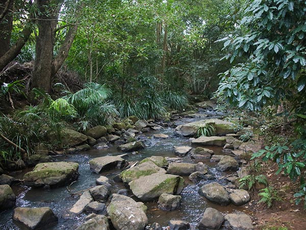 Byron Bay Hinterland