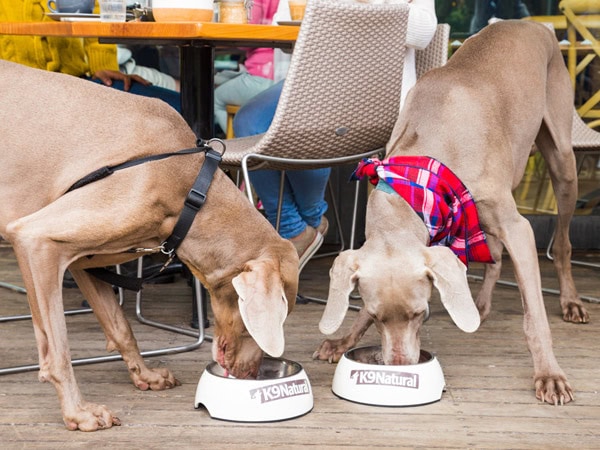 dogs eating from bowl at Centennial Homestead in Sydney, NSW